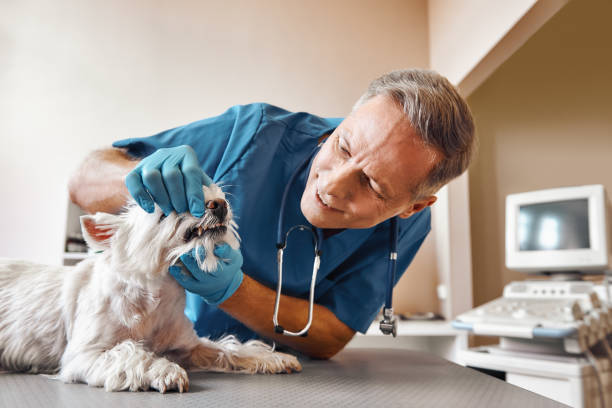Best Broken or Chipped Tooth Repair in Nash, TX